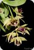 Dendrobium langbianense